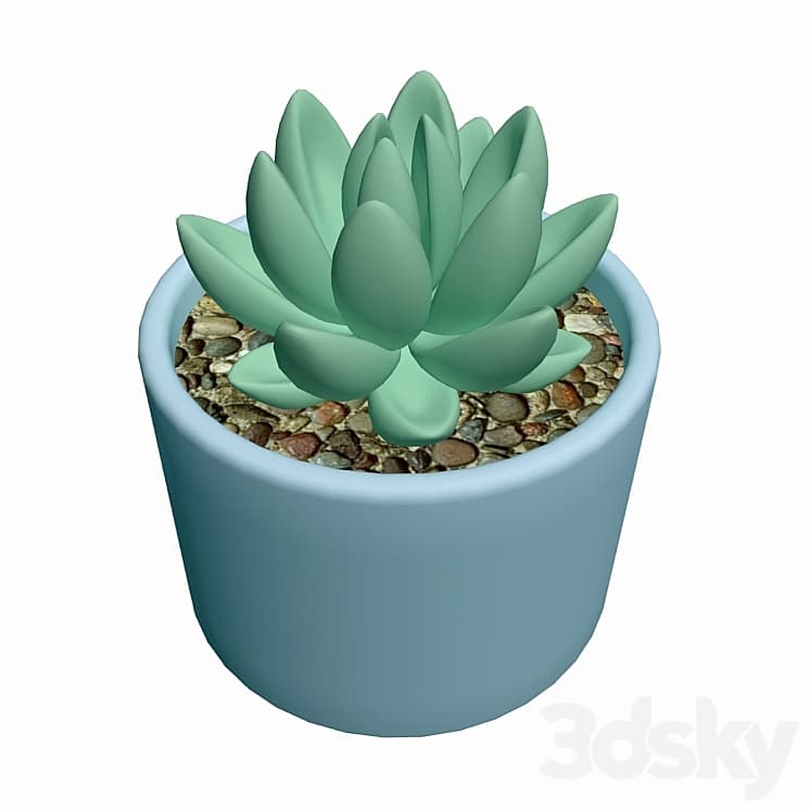 Succulent